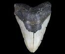 Giant, Megalodon Tooth - North Carolina #66097-1
